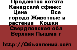 Продаются котята Канадский сфинкс › Цена ­ 15 000 - Все города Животные и растения » Кошки   . Свердловская обл.,Верхняя Пышма г.